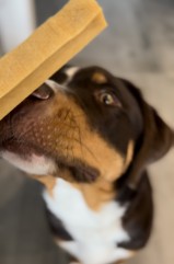 Bildquelle – Tierbesitzer Kira